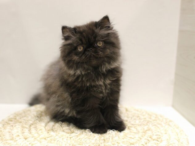 大阪府のミヌエット (ペット・プラザ アミーゴ箕面店/2026年1月1日生まれ/女の子/ブラックスモーク)の子猫の1枚目の画像