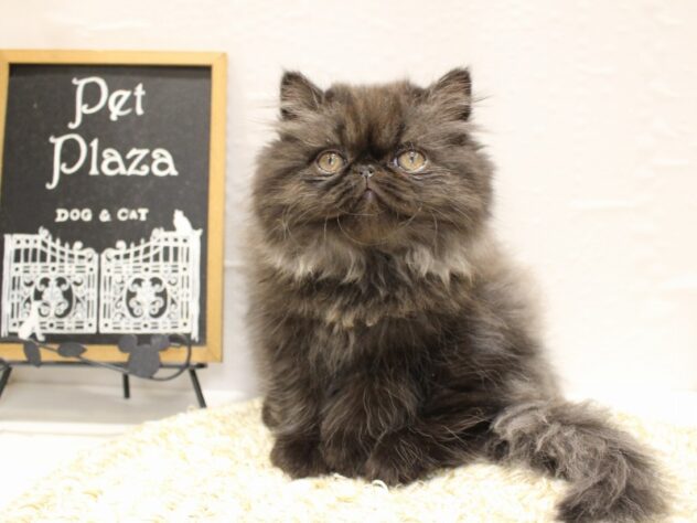 大阪府のミヌエット (ペット・プラザ アミーゴ箕面店/2026年1月1日生まれ/女の子/ブラックスモーク)の子猫の1枚目の画像