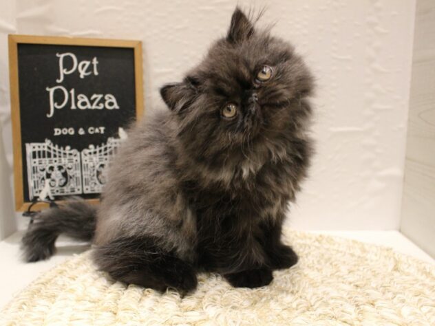 大阪府のミヌエット (ペット・プラザ アミーゴ箕面店/2026年1月1日生まれ/女の子/ブラックスモーク)の子猫の2枚目の画像