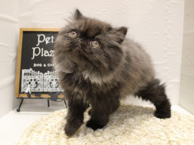 大阪府のミヌエット (ペット・プラザ アミーゴ箕面店/2026年1月1日生まれ/女の子/ブラックスモーク)の子猫の3枚目の画像