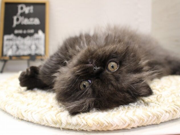 大阪府のミヌエット (ペット・プラザ アミーゴ箕面店/2026年1月1日生まれ/女の子/ブラックスモーク)の子猫の4枚目の画像