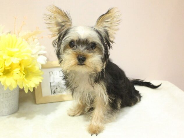 兵庫県のヨークシャーテリア (ペット・プラザ アミーゴ明石魚住店/2025年11月20日生まれ/女の子/スチールブルータン)の子犬の1枚目の画像