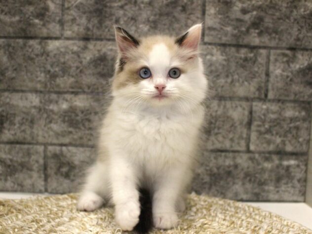 大阪府のラグドール (ペット・プラザ アミーゴ箕面店/2026年1月25日生まれ/男の子/シールポイントバイカラー)の子猫の1枚目の画像