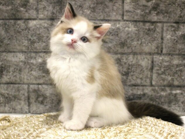 大阪府のラグドール (ペット・プラザ アミーゴ箕面店/2026年1月25日生まれ/男の子/シールポイントバイカラー)の子猫の2枚目の画像