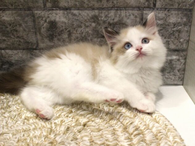 大阪府のラグドール (ペット・プラザ アミーゴ箕面店/2026年1月25日生まれ/男の子/シールポイントバイカラー)の子猫の3枚目の画像