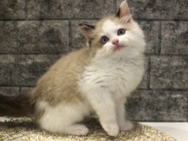 大阪府のラグドール (ペット・プラザ アミーゴ箕面店/2026年1月25日生まれ/男の子/シールポイントバイカラー)の子猫の4枚目の画像