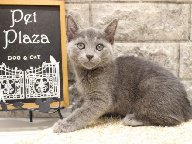 2026年1月22日生まれのロシアンブルー