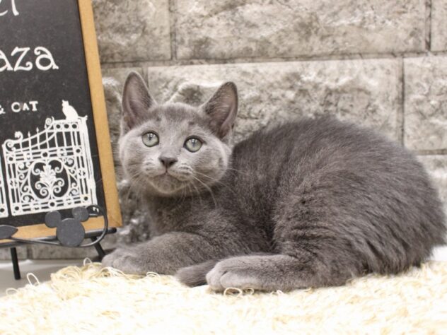 大阪府のロシアンブルー (ペット・プラザ アミーゴ箕面店/2026年1月22日生まれ/男の子/ブルー)の子猫の2枚目の画像