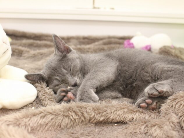 大阪府のロシアンブルー (ペット・プラザ アミーゴ箕面店/2026年1月22日生まれ/男の子/ブルー)の子猫の3枚目の画像