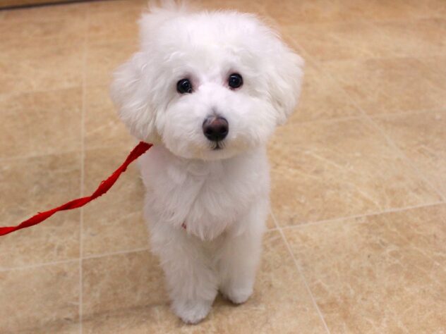 兵庫県のトイプードル(トイ) (ペット・プラザ アミーゴ加古川店/2025年9月5日生まれ/女の子/ホワイト)の子犬の1枚目の画像