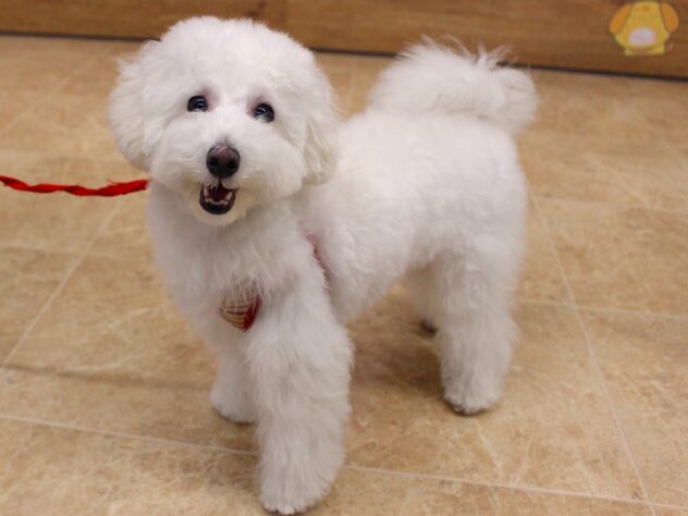 兵庫県のトイプードル(トイ) (ペット・プラザ アミーゴ加古川店/2025年9月5日生まれ/女の子/ホワイト)の子犬の2枚目の画像