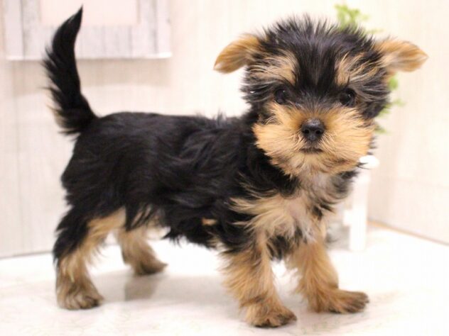 兵庫県のヨークシャーテリア (ペット・プラザ アミーゴ明石魚住店/2025年11月20日生まれ/女の子/スチールブルータン)の子犬の2枚目の画像