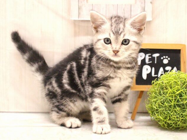兵庫県のアメリカンショートヘアー (ペット・プラザ アミーゴ加古川店/2026年1月2日生まれ/男の子/シルバータビー)の子猫の1枚目の画像