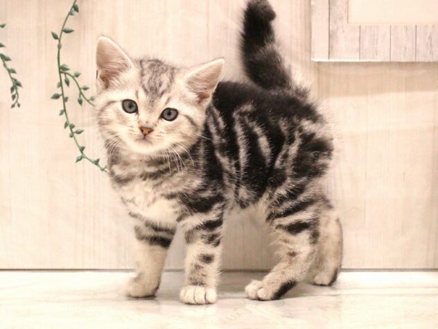 兵庫県のアメリカンショートヘアー (ペット・プラザ アミーゴ加古川店/2026年1月2日生まれ/男の子/シルバータビー)の子猫の2枚目の画像