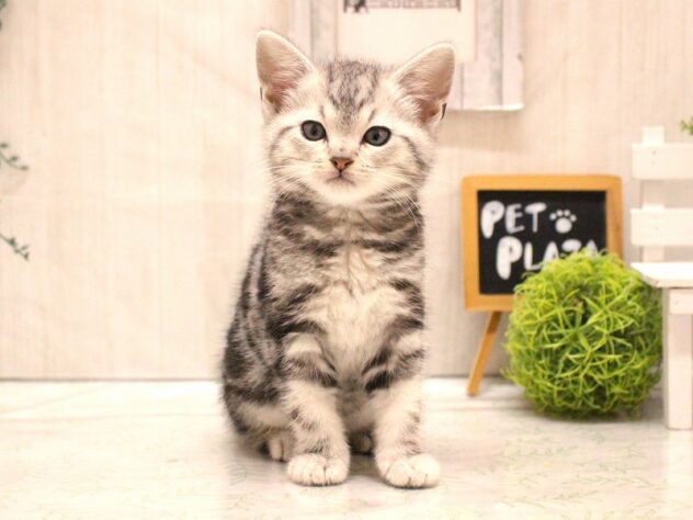 兵庫県のアメリカンショートヘアー (ペット・プラザ アミーゴ加古川店/2026年1月2日生まれ/男の子/シルバータビー)の子猫の3枚目の画像