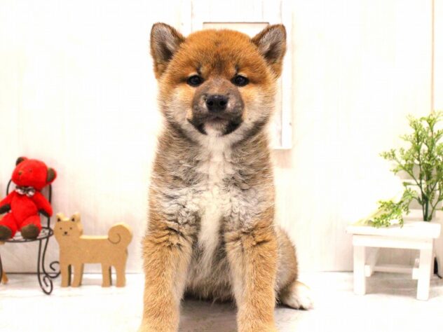 兵庫県の柴犬(標準サイズ) (ペット・プラザ アミーゴ加古川店/2026年1月5日生まれ/男の子/赤)の子犬の1枚目の画像