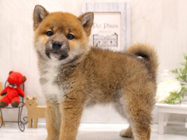 兵庫県の柴犬(標準サイズ) (ペット・プラザ アミーゴ加古川店/2026年1月5日生まれ/男の子/赤)の子犬の2枚目の画像