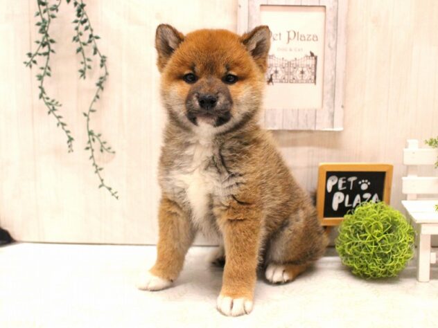 兵庫県の柴犬(標準サイズ) (ペット・プラザ アミーゴ加古川店/2026年1月5日生まれ/男の子/赤)の子犬の1枚目の画像