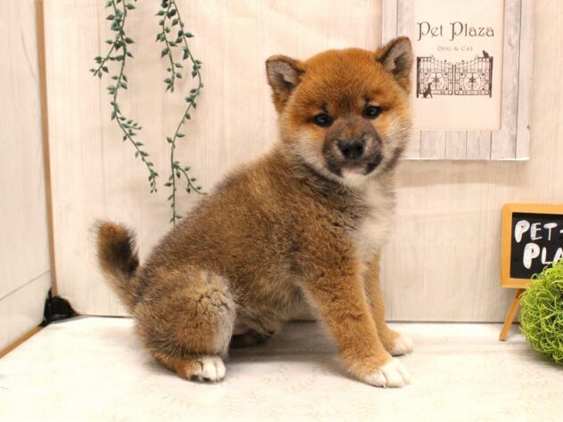 兵庫県の柴犬(標準サイズ) (ペット・プラザ アミーゴ加古川店/2026年1月5日生まれ/男の子/赤)の子犬の2枚目の画像