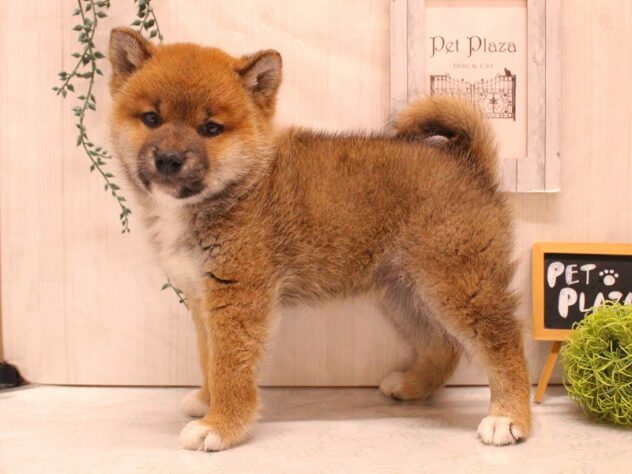 兵庫県の柴犬(標準サイズ) (ペット・プラザ アミーゴ加古川店/2026年1月5日生まれ/男の子/赤)の子犬の3枚目の画像