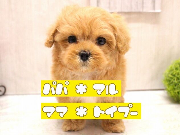 兵庫県のマルプー(マルチーズ×プードル) (ペット・プラザ アミーゴ加古川店/2026年1月13日生まれ/男の子/クリーム)の子犬の1枚目の画像