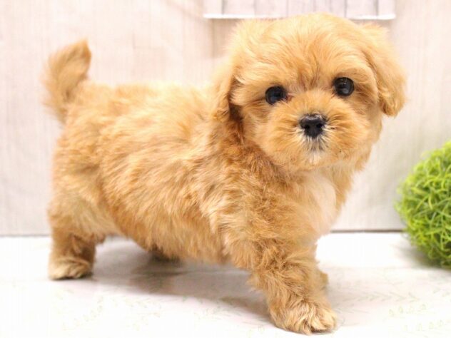 兵庫県のマルプー(マルチーズ×プードル) (ペット・プラザ アミーゴ加古川店/2026年1月13日生まれ/男の子/クリーム)の子犬の2枚目の画像