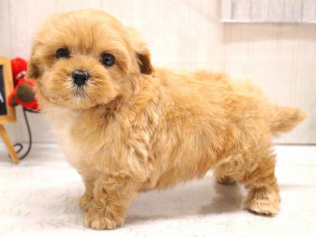 兵庫県のマルプー(マルチーズ×プードル) (ペット・プラザ アミーゴ加古川店/2026年1月13日生まれ/男の子/クリーム)の子犬の3枚目の画像