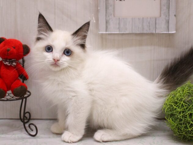 2026年1月15日生まれのラグドール