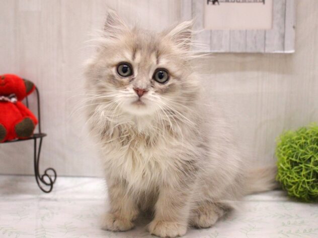 2026年1月14日生まれのサイベリアン