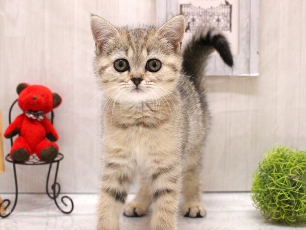 2026年1月16日生まれのブリティッシュショートヘアー