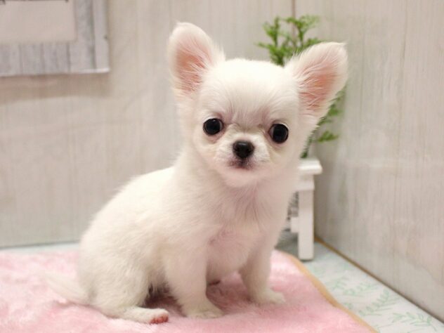 兵庫県のチワワ(ロング) (ペット・プラザ アミーゴ加古川店/2026年1月23日生まれ/女の子/ホワイト)の子犬の4枚目の画像