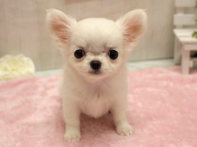 兵庫県のチワワ(ロング) (ペット・プラザ アミーゴ加古川店/2026年1月23日生まれ/女の子/ホワイト)の子犬の1枚目の画像