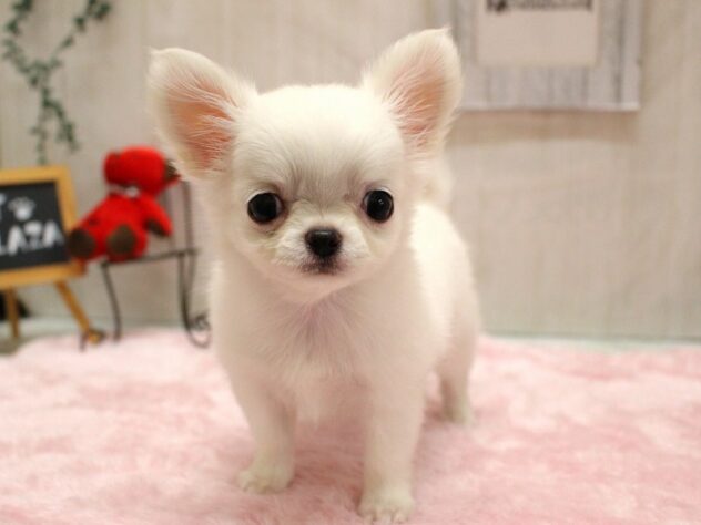 兵庫県のチワワ(ロング) (ペット・プラザ アミーゴ加古川店/2026年1月23日生まれ/女の子/ホワイト)の子犬の3枚目の画像