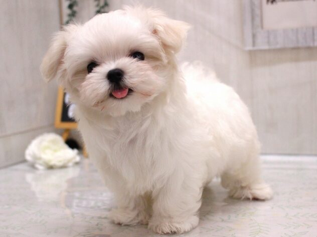 兵庫県のマルチーズ (ペット・プラザ アミーゴ加古川店/2026年1月28日生まれ/男の子/ホワイト)の子犬の1枚目の画像