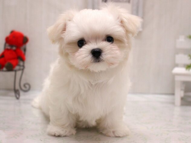 兵庫県のマルチーズ (ペット・プラザ アミーゴ加古川店/2026年1月28日生まれ/男の子/ホワイト)の子犬の2枚目の画像