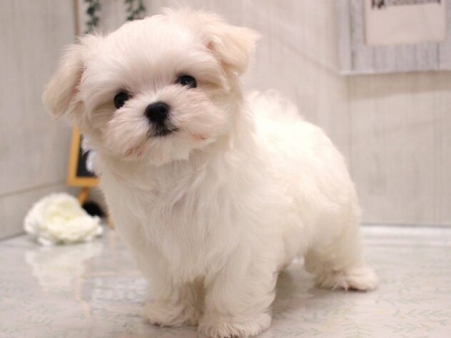 兵庫県のマルチーズ (ペット・プラザ アミーゴ加古川店/2026年1月28日生まれ/男の子/ホワイト)の子犬の4枚目の画像