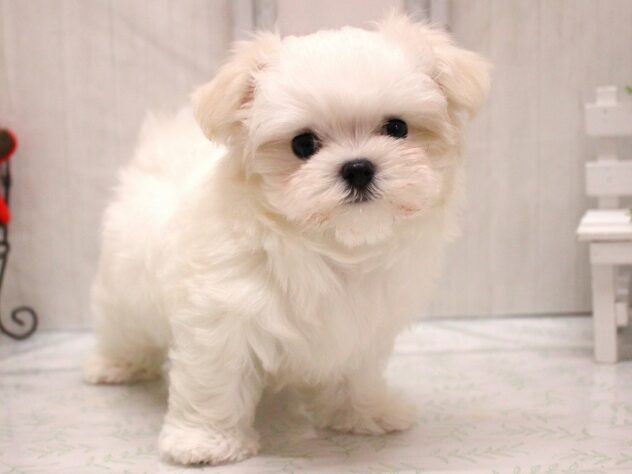 兵庫県のマルチーズ (ペット・プラザ アミーゴ加古川店/2026年1月28日生まれ/男の子/ホワイト)の子犬の3枚目の画像