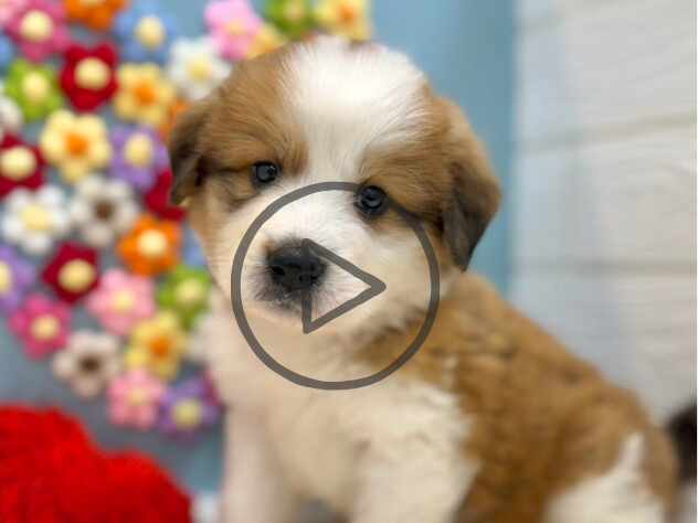 兵庫県のハーフ犬・ミックス犬 (ワンキャラット アミーゴ姫路飾磨店/2026年1月9日生まれ/女の子/レッドホワイト)の子犬の1枚目の画像