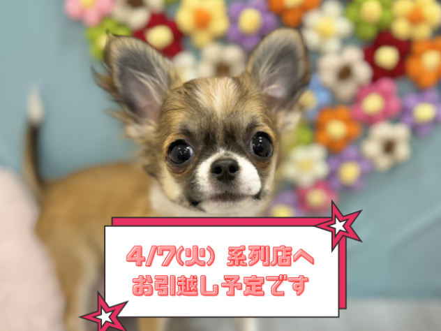 兵庫県のチワワ(ロング) (ワンキャラット アミーゴ姫路飾磨店/2025年10月31日生まれ/男の子/レッドホワイト)の子犬の1枚目の画像