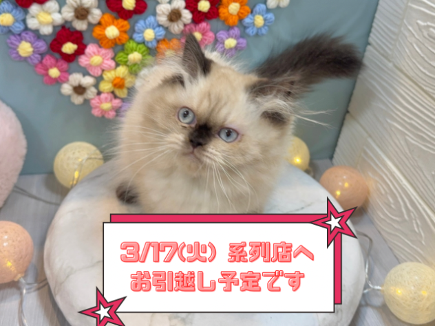 兵庫県のヒマラヤン (ワンキャラット アミーゴ姫路飾磨店/2025年10月4日生まれ/女の子/シールポイント)の子猫の1枚目の画像