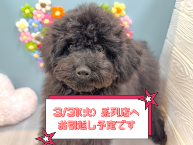 兵庫県のトイプードル(トイ) (ワンキャラット アミーゴ姫路飾磨店/2025年7月28日生まれ/女の子/ブラック)の子犬の1枚目の画像