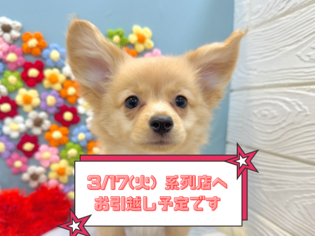 兵庫県のポメックス(ポメラニアン×ダックス) (ワンキャラット アミーゴ姫路飾磨店/2025年11月21日生まれ/男の子/ゴールド)の子犬の1枚目の画像