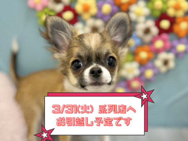 兵庫県のチワワ(ロング) (ワンキャラット アミーゴ姫路飾磨店/2025年10月31日生まれ/男の子/レッドホワイト)の子犬の1枚目の画像