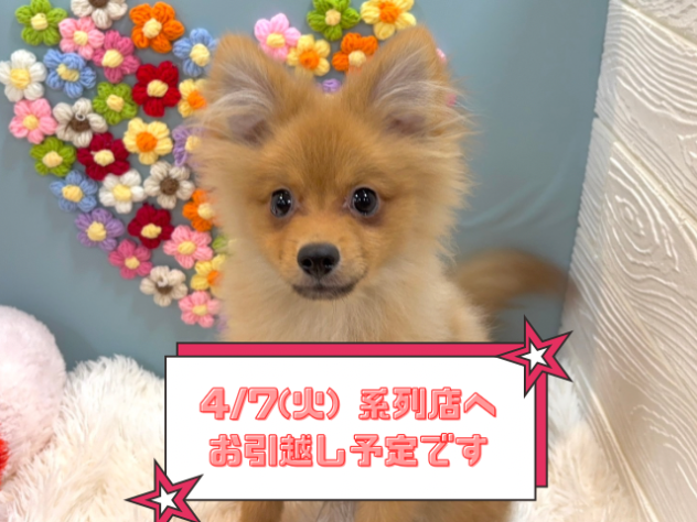 兵庫県のポメラニアン (ワンキャラット アミーゴ姫路飾磨店/2025年9月28日生まれ/男の子/オレンジ)の子犬の1枚目の画像