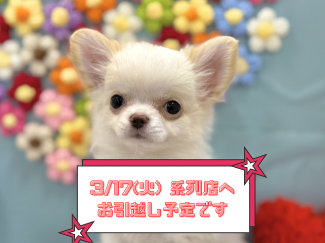 兵庫県のチワワ(ロング) (ワンキャラット アミーゴ姫路飾磨店/2025年12月4日生まれ/女の子/ホワイトクリーム)の子犬の1枚目の画像