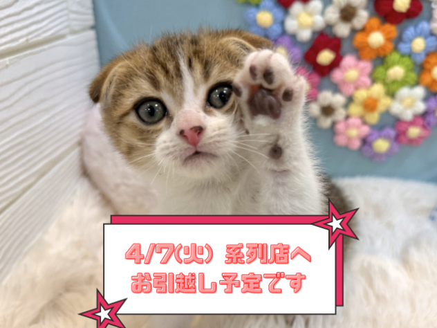 兵庫県のスコティッシュフォールド (ワンキャラット アミーゴ姫路飾磨店/2026年1月7日生まれ/男の子/ブラウンタビーホワイト)の子猫の1枚目の画像
