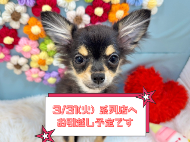 兵庫県のハーフ犬・ミックス犬 (ワンキャラット アミーゴ姫路飾磨店/2025年11月6日生まれ/女の子/ブラックタン)の子犬の1枚目の画像