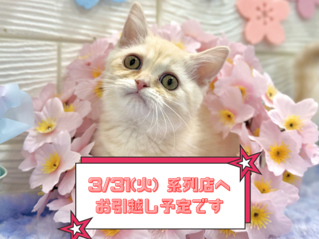 兵庫県のマンチカン (ワンキャラット アミーゴ姫路飾磨店/2025年12月13日生まれ/女の子/クリームタビーホワイトバン)の子猫の1枚目の画像