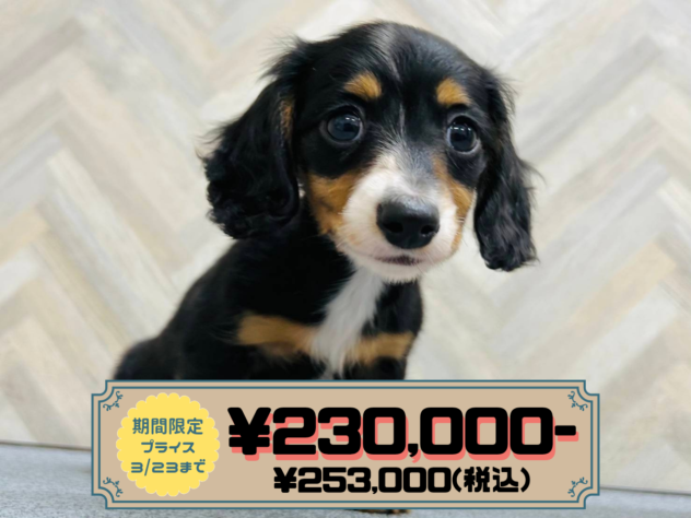 岡山県のカニンヘンダックスフンド(ロング) (アミーゴ水島店/2026年1月13日生まれ/男の子/ブラックタン)の子犬