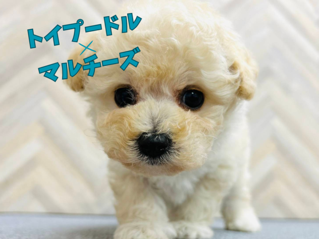 岡山県のハーフ犬・ミックス犬 (アミーゴ水島店/2026年1月3日生まれ/女の子/クリーム)の子犬
